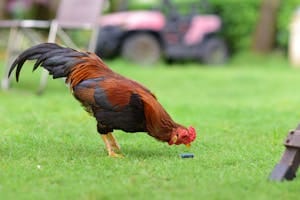 Beginner Backyard Chicken Setup: What You Actually Need to Start
