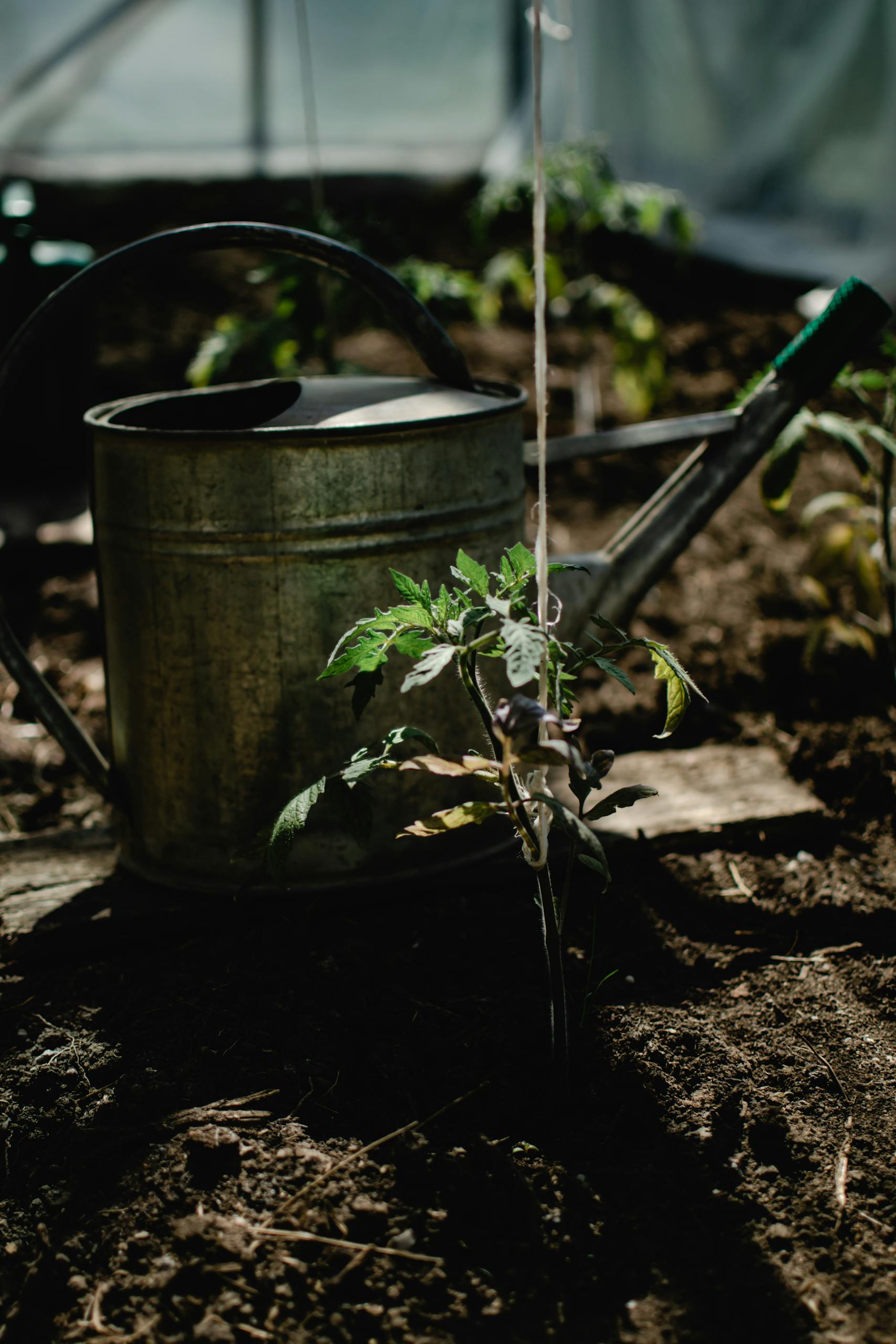 Watering Your Garden the Right Way: The Beginner’s Guide to Healthy Plants