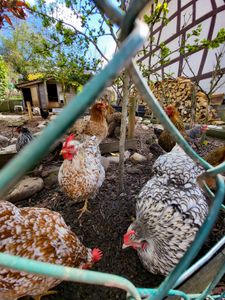 Backyard Chicken Care for Beginners