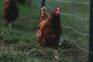 5 Warning Sings Your Chicken May Be Sick (And What to Do Next)