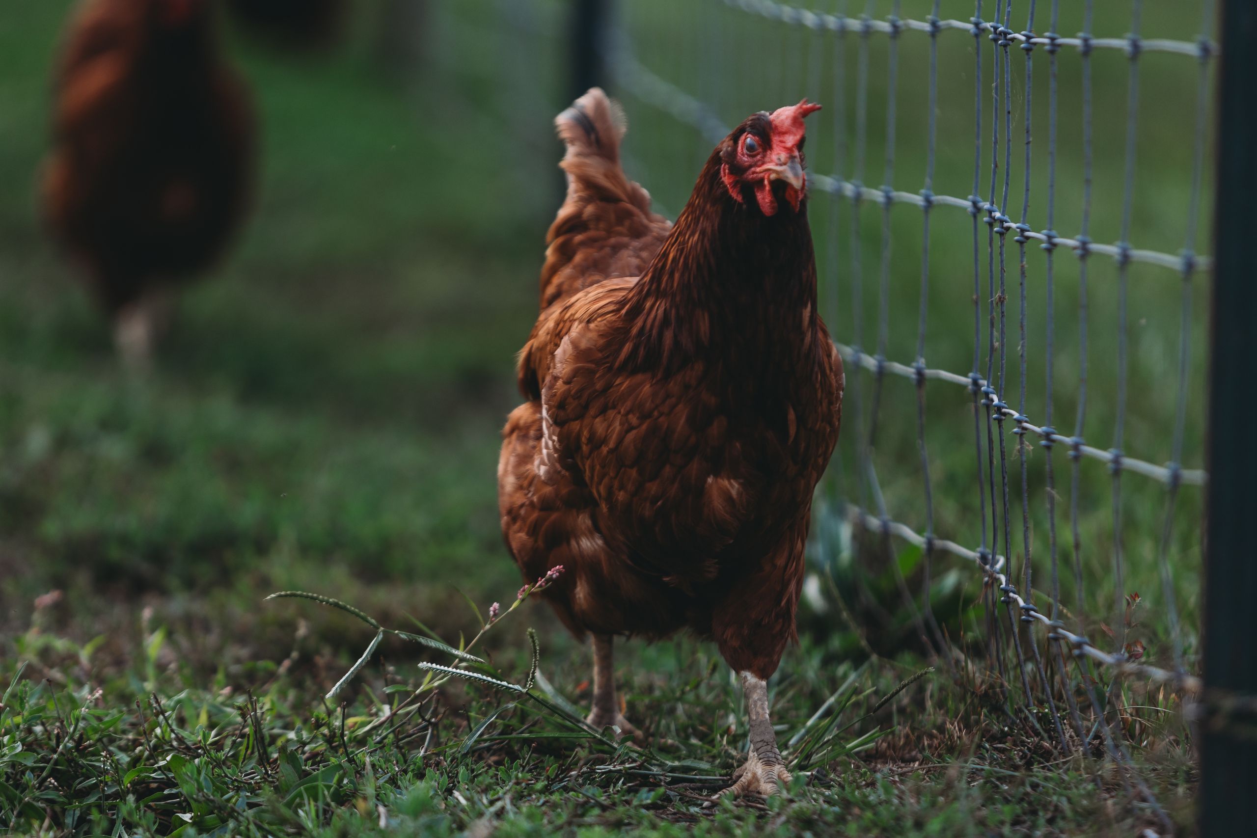 Close-up of a brown hen near a wire fence on a lush green field.