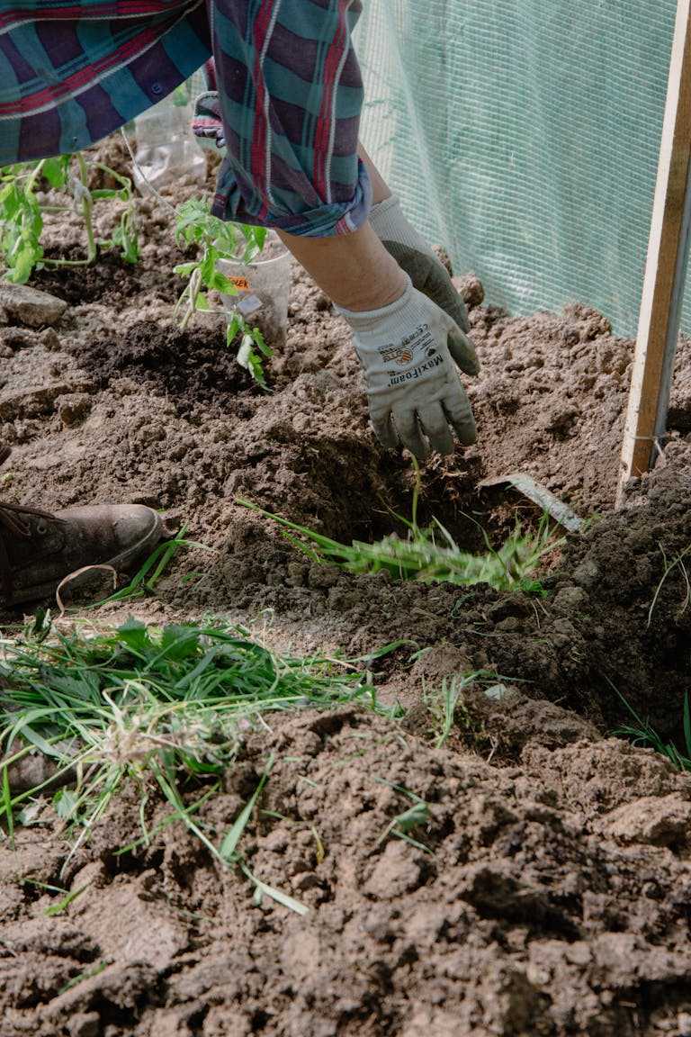 Close-up of a gardener's hands planting sprouts in a greenhouse.