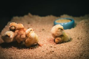 8 Baby Chick Mistakes Every Beginner Makes (And How to Skip the Panic)