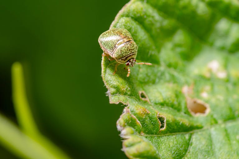 Detailed macro photograph of a green insect sitting on a leaf in a natural setting.
