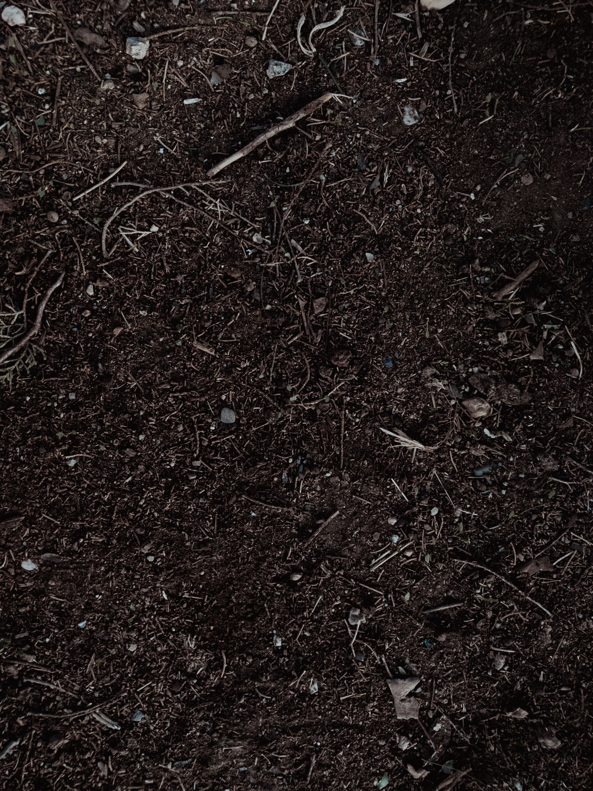 Detailed shot of fertile soil perfect for gardening and planting.