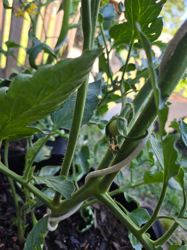 Your First Garden: Start Small Win Early