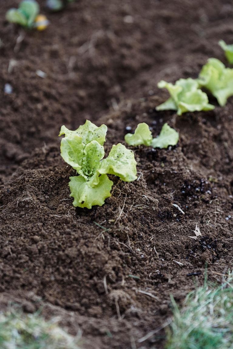 From above of green sprouts vegetating in soil in garden on sunny day
