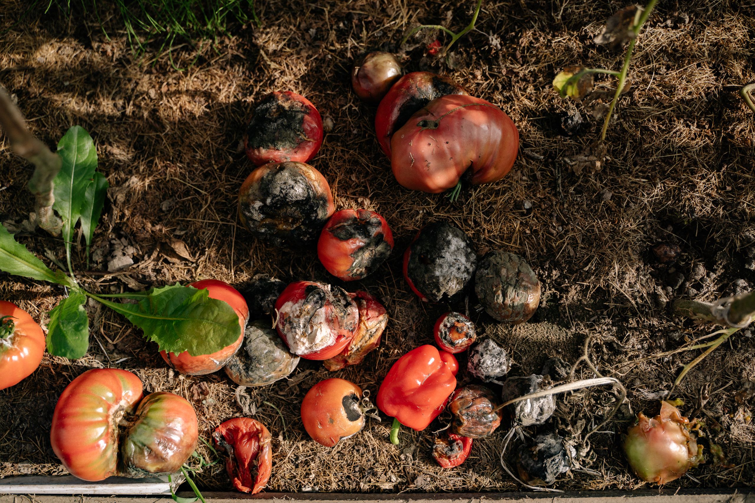 Browns VS. Greens: The Secret to Successful Compost