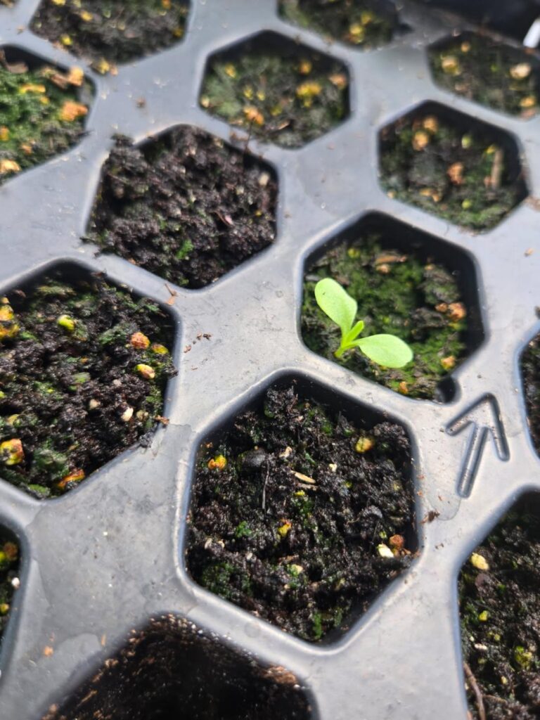 Sustainable Organic Gardening