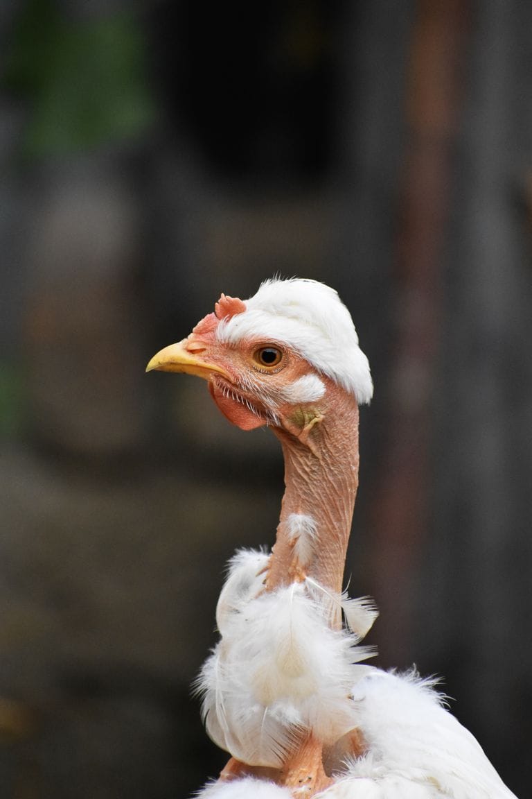 A detailed close-up of a naked neck chicken showcasing its unique bare neckline and plumage.