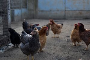 Preparing Your Chicken Coop for Fall
