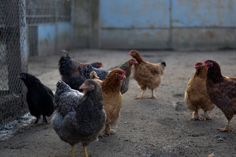 A group of hens roam freely in an open farmyard, showcasing rural agriculture.
