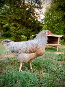 What Do Backyard Chickens Eat? A Beginner’s Feeding Guide