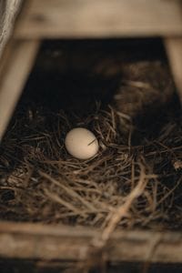 Why Did My Chickens Stop Laying Eggs? 10 Common Causes (and What to Do)