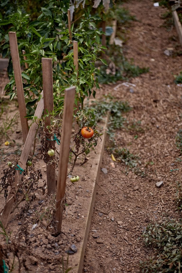 A vibrant tomato plant in a rustic İstanbul garden, showcasing urban agriculture.