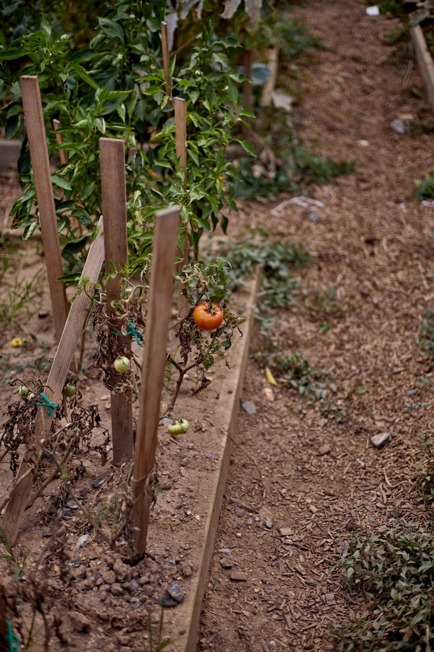 How to Tell When a Vegetable Plant Is Done Producing