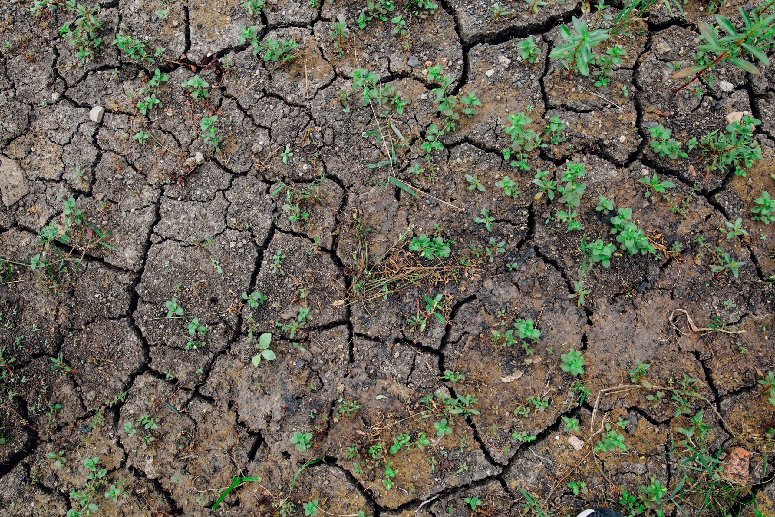 Aerial view of cracked, dry earth with emerging green plants, symbolizing resilience.