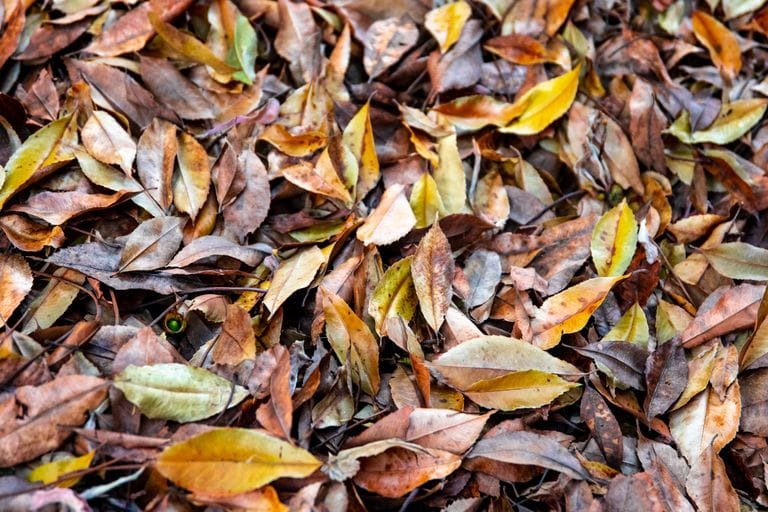 Autumn leaves on the forest floor used to make leaf mold for healthier garden soil