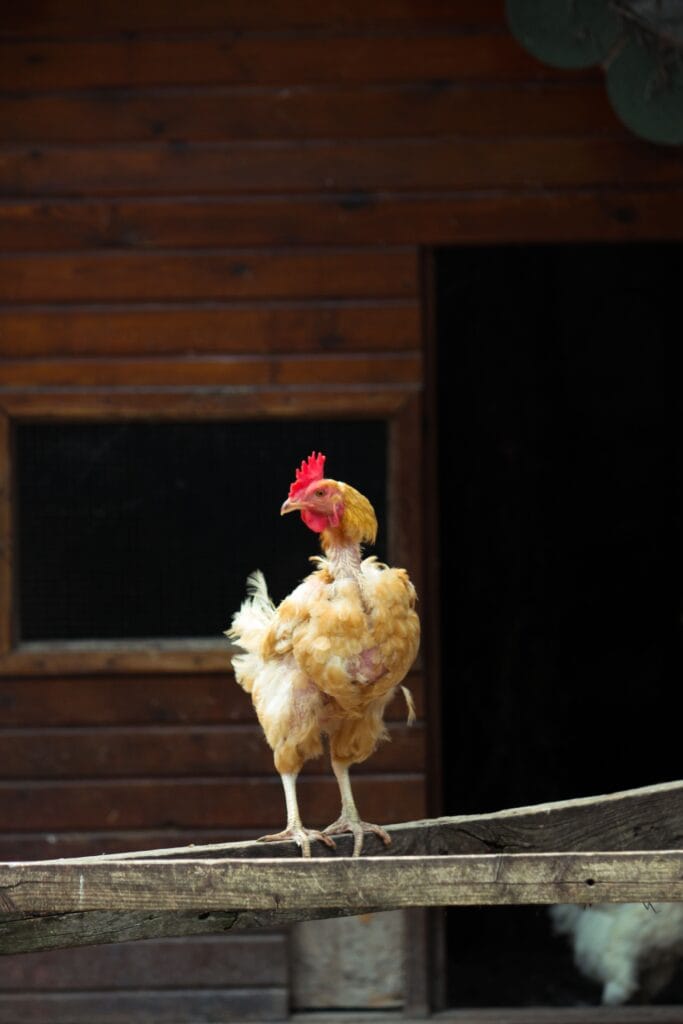Chicken molting with feather loss during a normal seasonal molt
