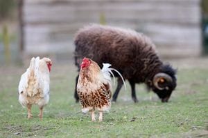 Beginner’s Guide to Choosing Chicken Breeds