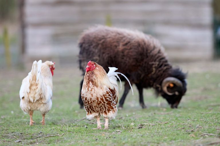 Chickens and a sheep grazing in a serene farm setting, showcasing rural life.