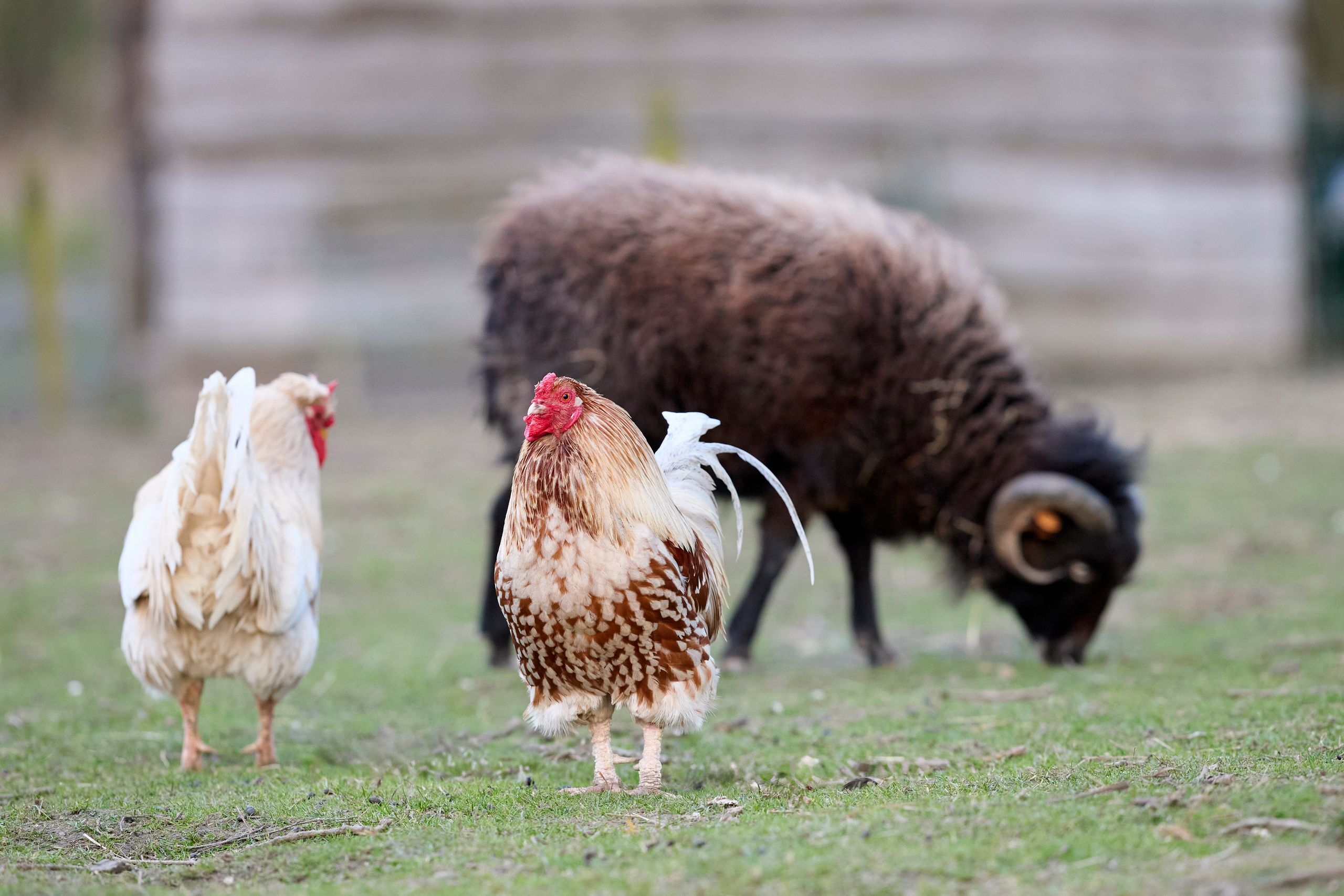 Chickens and a sheep grazing in a serene farm setting, showcasing rural life.