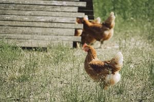 How Much Does It Really Cost to Keep Backyard Chickens?