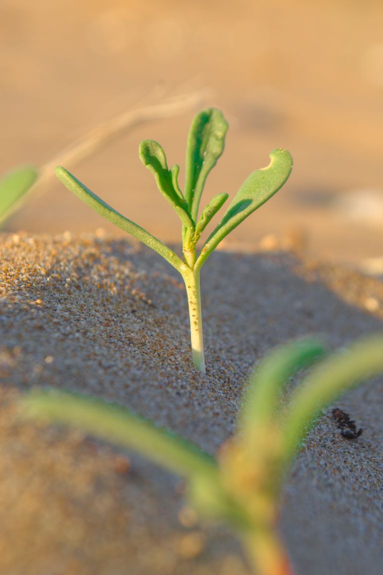 Close-up image of a young plant sprouting from the sand, showcasing nature's resilience in Morocco.