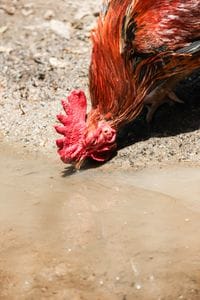 Summer Heat Safety for Backyard Chickens: How to Keep Your Flock Healthy During Hot Weather