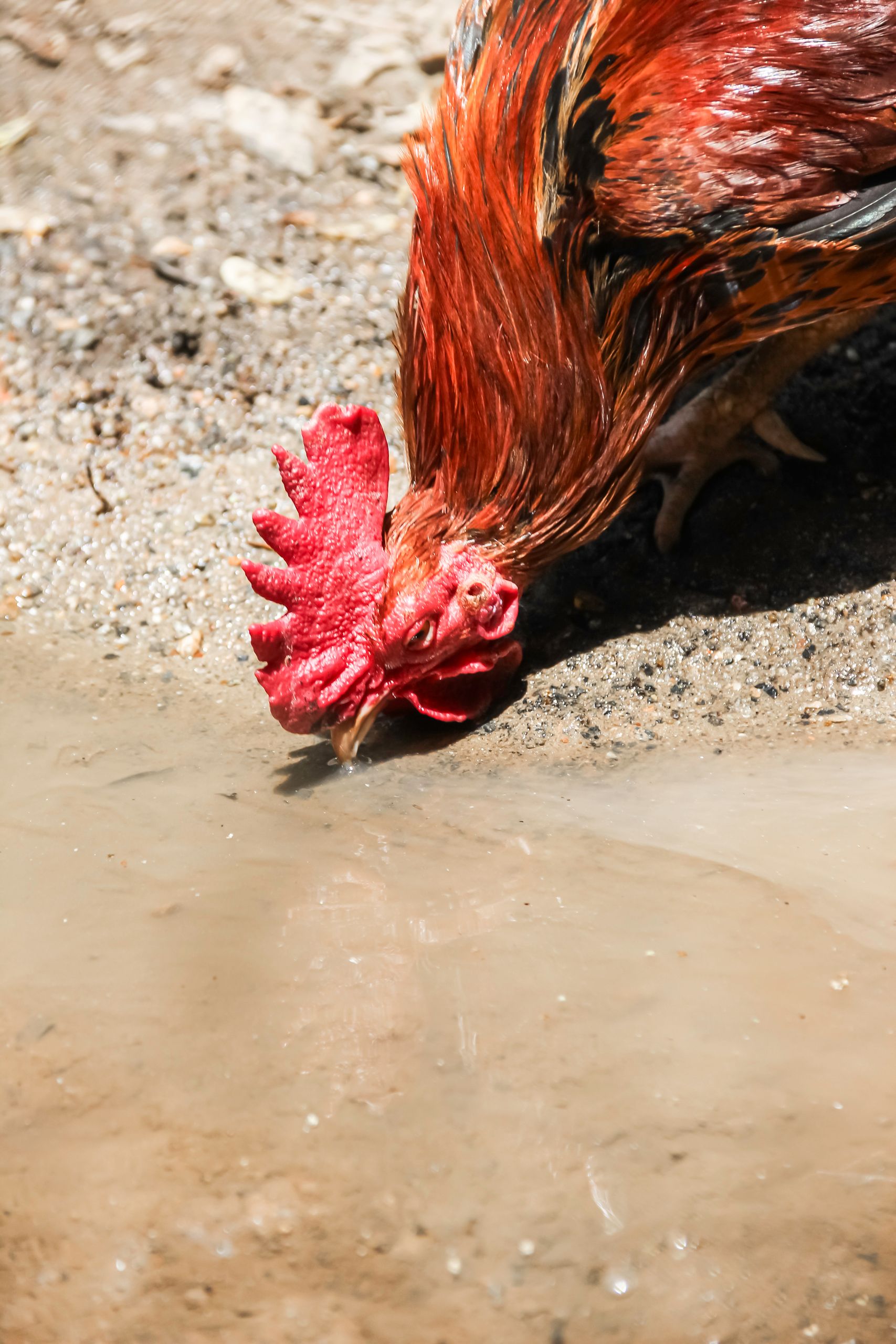 Close-up of a colorful rooster drinking water from a puddle on a sunny day.