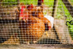 Common Chicken Predators (and How to Protect Your Flock)