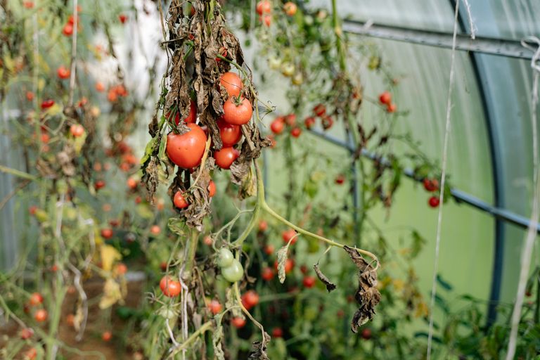 Close-up of ripe tomatoes hanging from vines inside a greenhouse