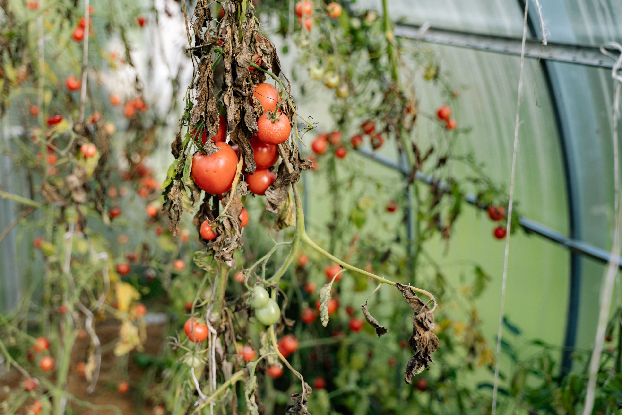 Close-up of ripe tomatoes hanging from vines inside a greenhouse
