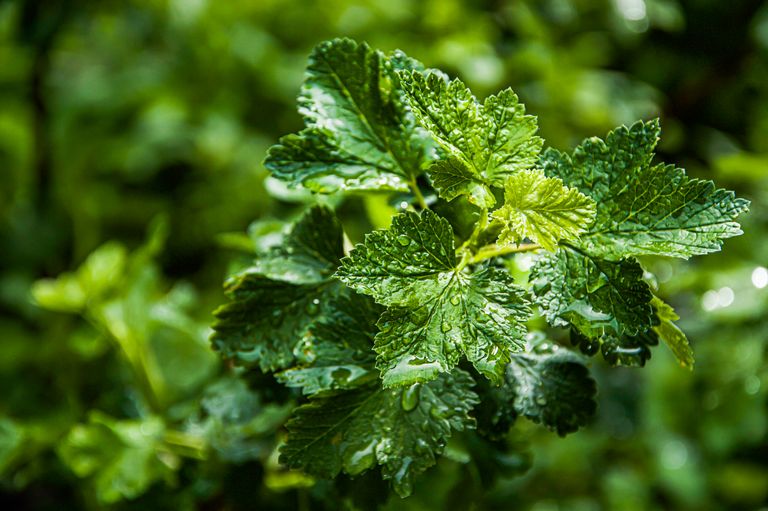 Close-up of vibrant green leaves with dewdrops after rain, highlighting nature's freshness.