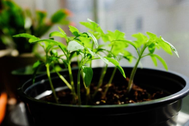 Cool-season vegetables growing in a fall garden planted in August