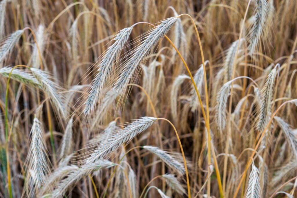 Cover crops growing to protect and improve garden soil between growing seasons