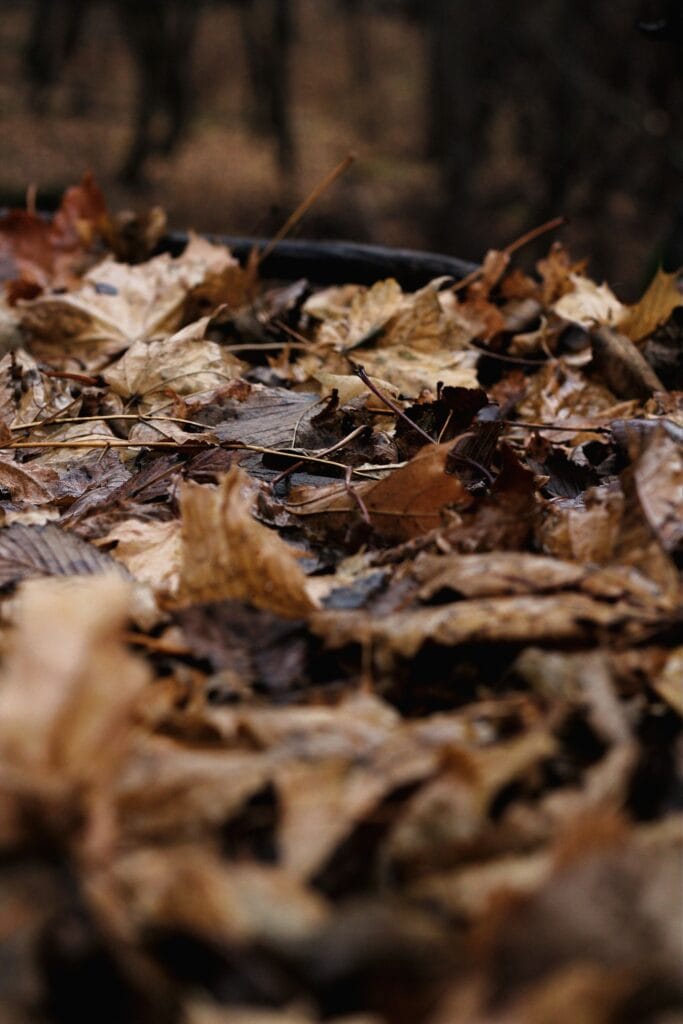 Fallen maple leaves that can be used to make leaf mold for improving garden soil