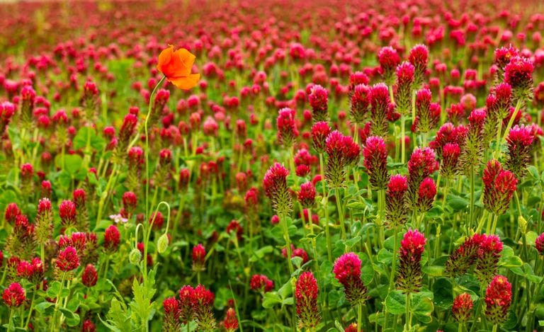 Field of crimson clover growing as a cover crop to improve garden soil