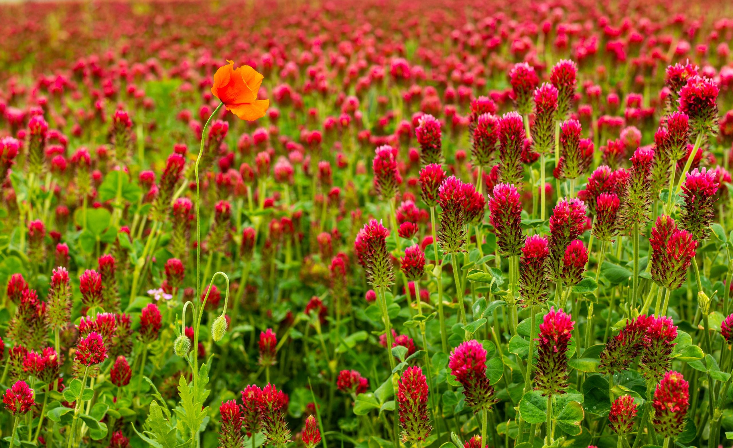 Cover Crops: Feeding Your Soil Between Growing Seasons
