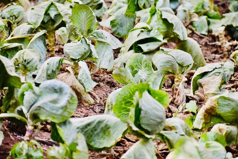 Healthy vegetable garden during drought and extreme heat