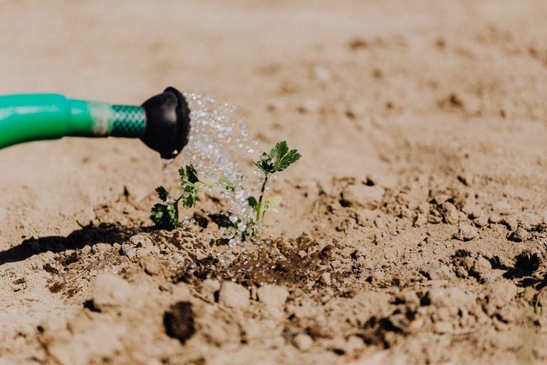 High angle of delicate baby plant growing from soil and irrigating from watering can on sunny day