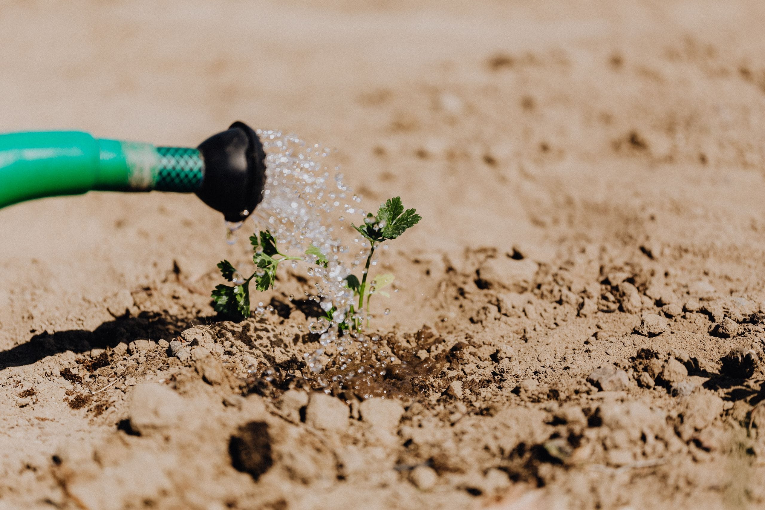 Why Soil Compaction Matters and How to Fix It Naturally