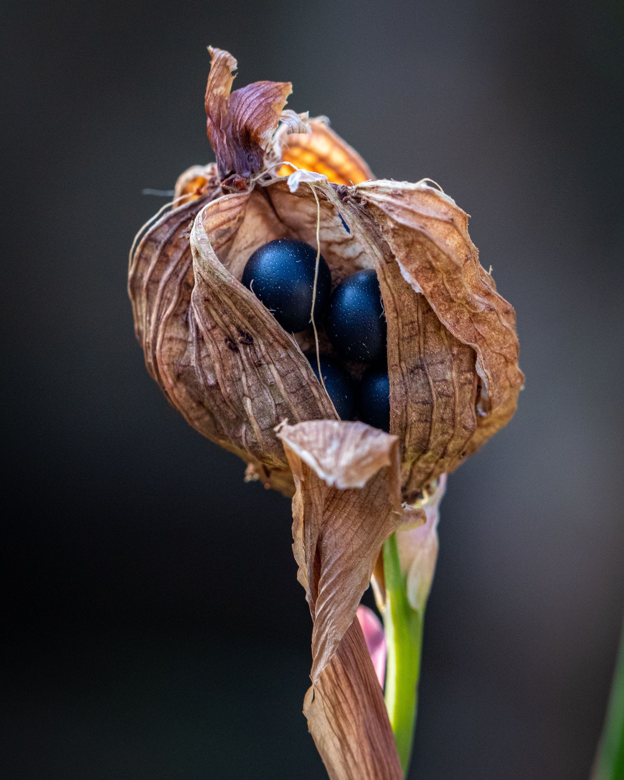 How to Save Seeds From Your Garden for Next Year