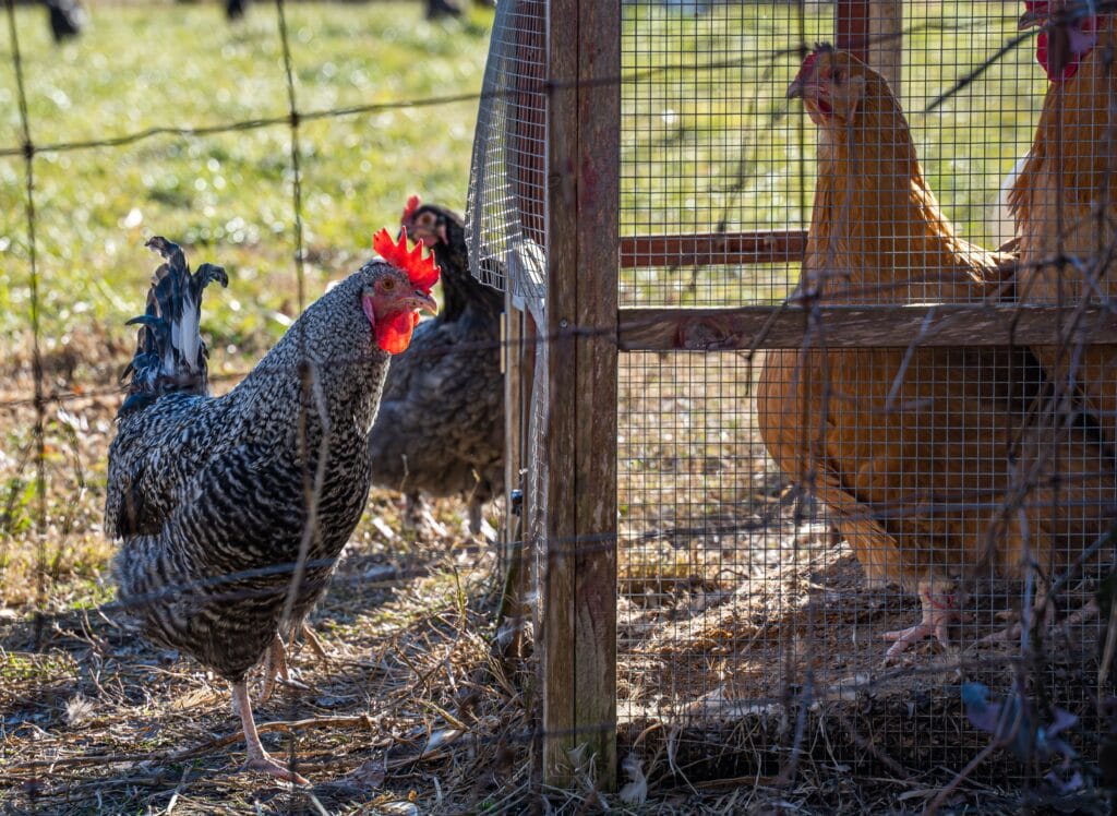 Preparing your chicken coop for fall with clean bedding and a well-maintained coop interior
