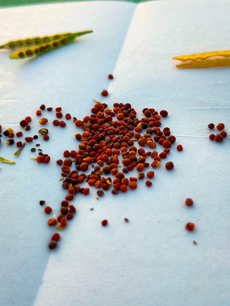 Saving garden seeds from this year's harvest for next year's garden