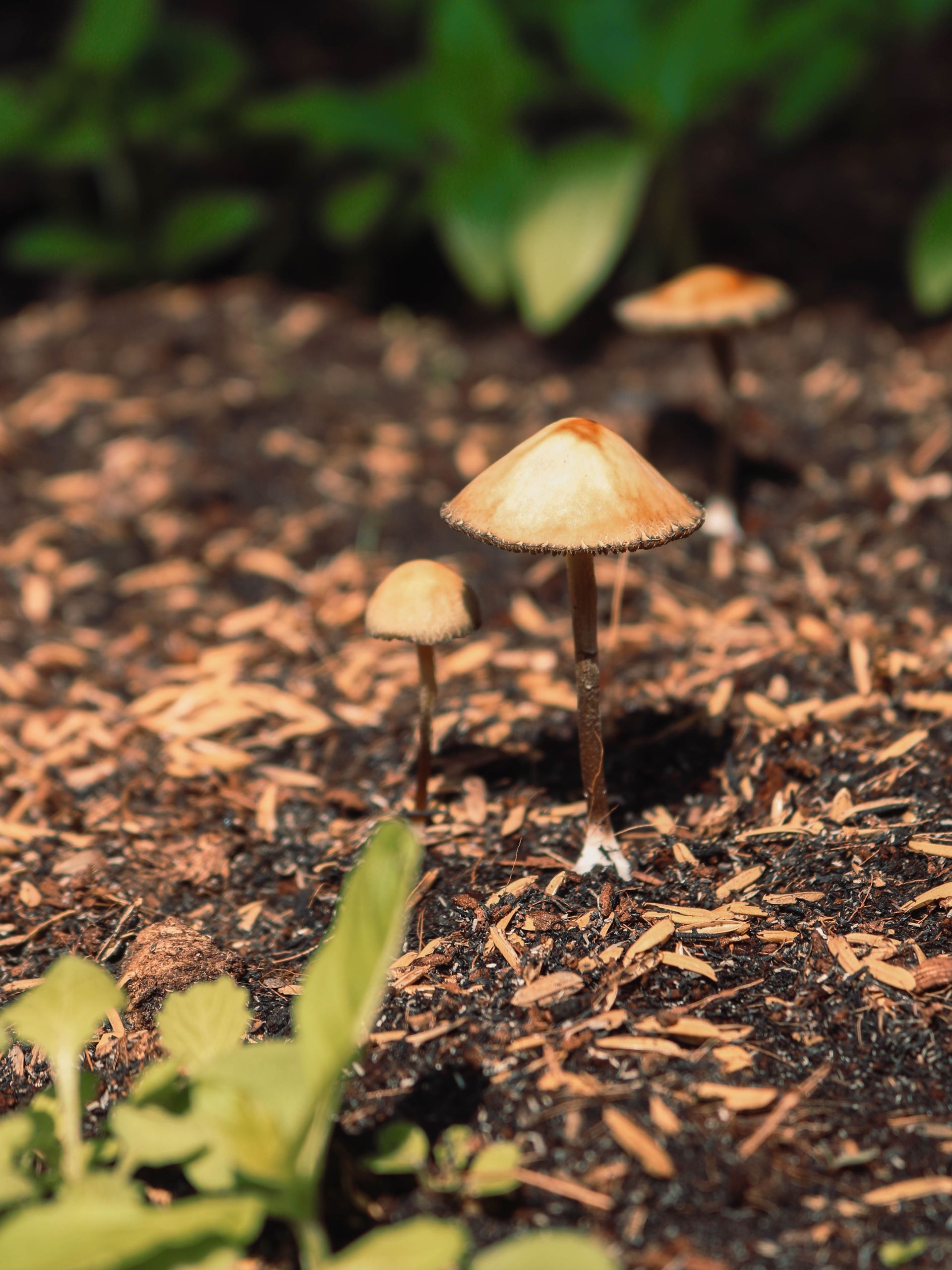 Small Psilocybin mushroom with brown cap on thin stalk growing on humus earth in sunny forest
