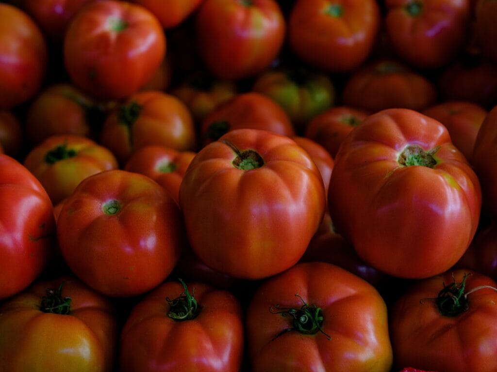 Too many tomatoes from a summer garden harvest