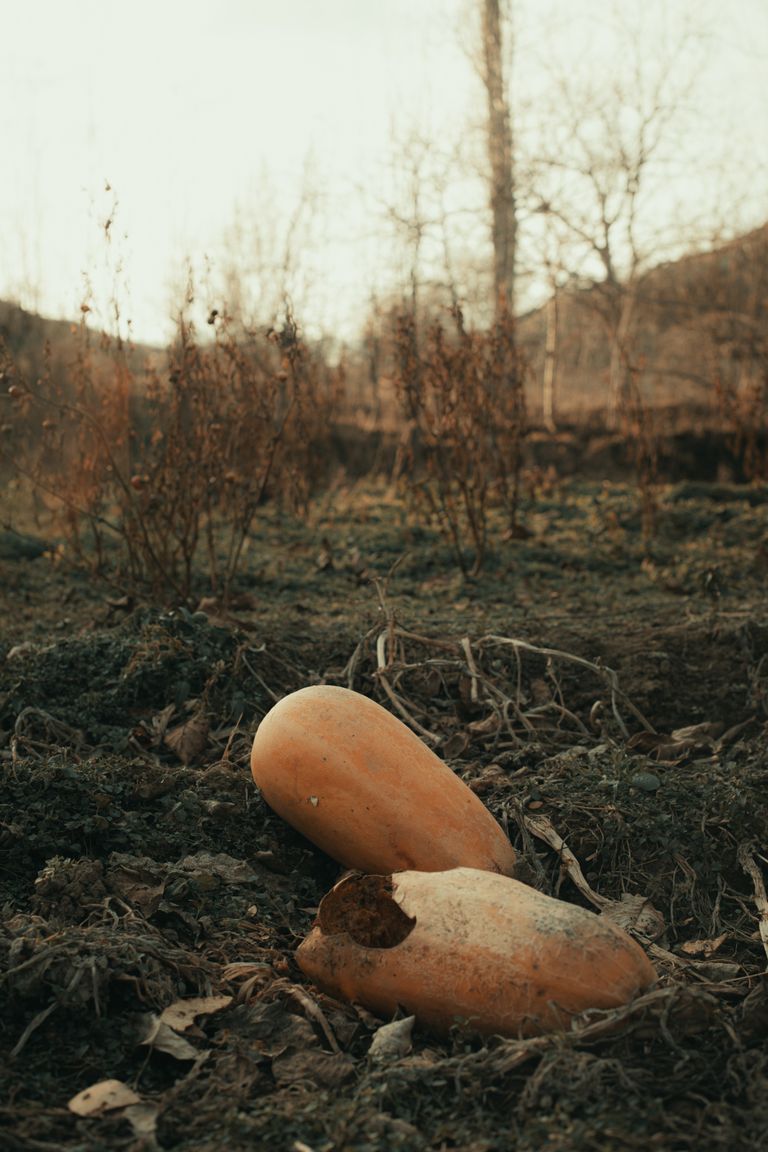 Two pumpkins lie on the ground in a rural field during autumn, surrounded by bare trees.