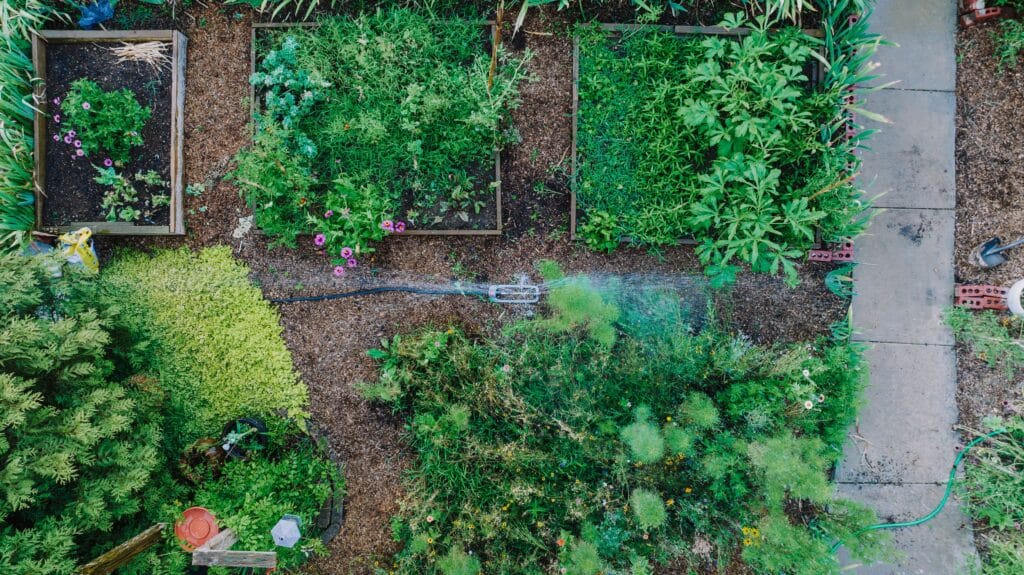 Watering a vegetable garden during drought and extreme heat