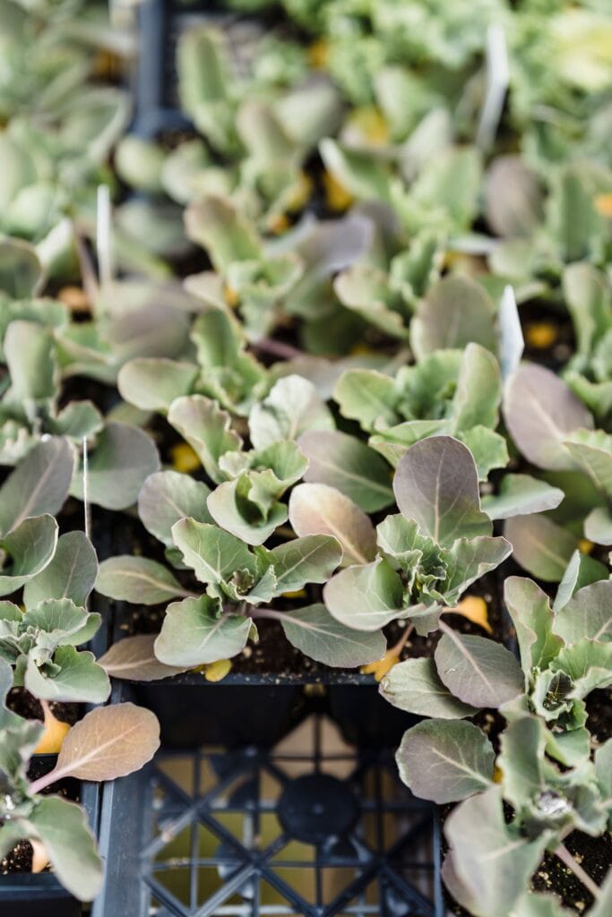What to plant in August seedlings ready for a fall garden